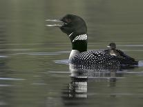 Common Loon Calling with Chick Riding on Back in Water, Kamloops, British Columbia, Canada-Arthur Morris-Framed Photographic Print