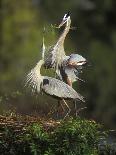 Bald Eagle Flying with Full Wingspread, Homer, Alaska, USA-Arthur Morris-Photographic Print