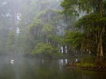 Great Egret Reflected in Foggy Cypress Swamp, Lake Martin, Louisiana, USA-Arthur Morris-Photographic Print