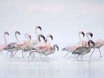 Lesser Flamingoes in Fog-Arthur Morris-Photographic Print