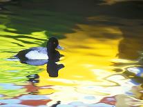 Lesser Scaup Drake, Coronado, California, USA-Arthur Morris.-Photographic Print