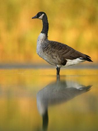 Portrait of Canada Goose Standing in Water, Queens, New York City, New York, USA