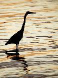Silhouette of Great Blue Heron in Water at Sunset, Sanibel Fishing Pier, Sanibel, Florida, USA-Arthur Morris.-Stretched Canvas