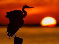 Silhouette of Great Blue Heron in Water at Sunset, Sanibel Fishing Pier, Sanibel, Florida, USA-Arthur Morris.-Framed Photographic Print