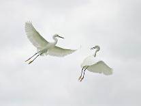 Snowy Egrets Fighting, Sanibel, Florida, USA-Arthur Morris-Photographic Print