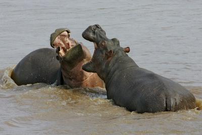 Two Hippopotami Fighting in Water