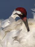 Wild Turkey Feather Close-up, Las Colmenas Ranch, Hidalgo County, Texas, USA-Arthur Morris-Photographic Print