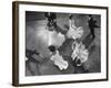 Arthur Murray Dance Instructors Dancing-Gjon Mili-Framed Photographic Print