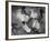 Arthur Murray Dance Instructors Dancing-Gjon Mili-Framed Photographic Print