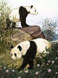 Pandas, 1965-Arthur Oxenham-Giclee Print