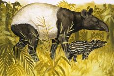 Okapi-Arthur Oxenham-Framed Giclee Print