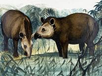 The Tapir-Arthur Oxenham-Framed Giclee Print