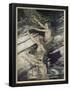 Essential Black