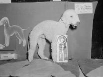 Dog Posing with its Blue Ribbon-Arthur Sasse-Photographic Print