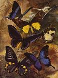 Beautiful Butterflies: Brilliant Morphos, Etc, of South America (Colour Litho)-Arthur Twidle-Giclee Print