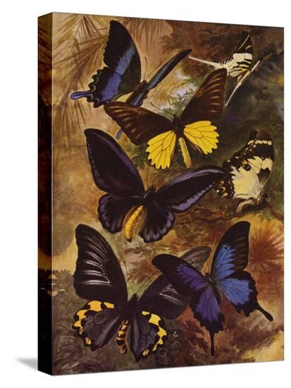 Stretched Canvas Print, , large