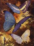 Beautiful Butterflies: Brilliant Morphos, Etc, of South America (Colour Litho)-Arthur Twidle-Giclee Print