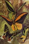 Beautiful Butterflies: Brilliant Morphos, Etc, of South America (Colour Litho)-Arthur Twidle-Giclee Print