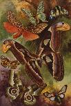 Beautiful Butterflies: Troides Alexandrae, the Largest of All Butterflies (Colour Litho)-Arthur Twidle-Giclee Print