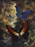 Beautiful Butterflies: Brilliant Morphos, Etc, of South America (Colour Litho)-Arthur Twidle-Giclee Print