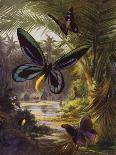 The Owl Butterfly, Illustration from 'Wonders of Land and Sea', Published by Cassell, London, 1914-Arthur Twidle-Framed Giclee Print