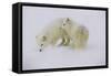 Artic Foxes-Art Wolfe-Framed Stretched Canvas