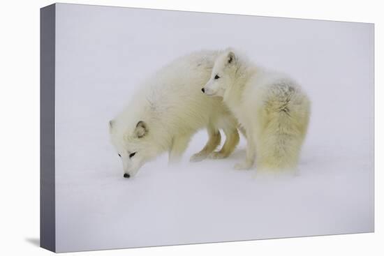 Artic Foxes-Art Wolfe-Stretched Canvas