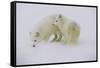 Artic Foxes-Art Wolfe-Framed Stretched Canvas