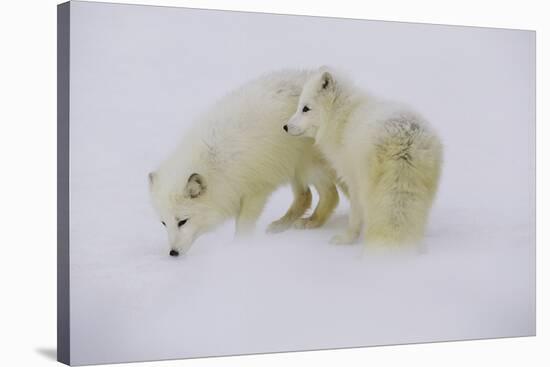 Artic Foxes-Art Wolfe-Stretched Canvas