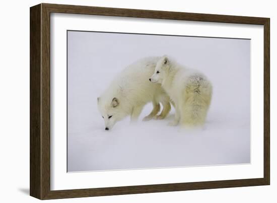 Artic Foxes-Art Wolfe-Framed Photographic Print