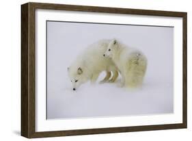 Artic Foxes-Art Wolfe-Framed Photographic Print