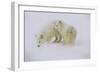 Artic Foxes-Art Wolfe-Framed Photographic Print