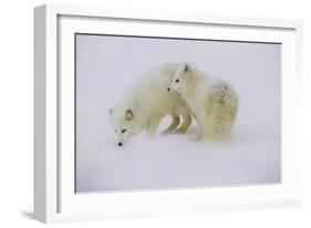 Artic Foxes-Art Wolfe-Framed Photographic Print