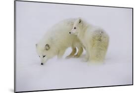 Artic Foxes-Art Wolfe-Mounted Photographic Print