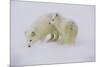 Artic Foxes-Art Wolfe-Mounted Photographic Print