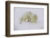 Artic Foxes-Art Wolfe-Framed Photographic Print