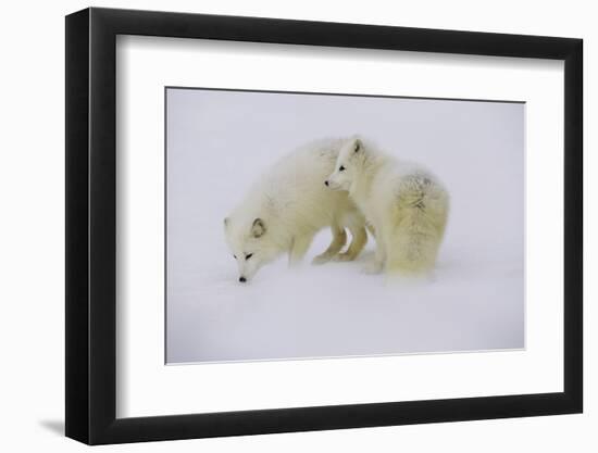 Artic Foxes-Art Wolfe-Framed Photographic Print