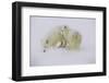 Artic Foxes-Art Wolfe-Framed Photographic Print