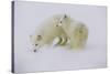 Artic Foxes-Art Wolfe-Stretched Canvas