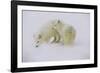 Artic Foxes-Art Wolfe-Framed Photographic Print