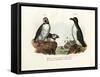 Artic Puffin, 1864-null-Framed Stretched Canvas