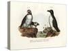 Artic Puffin, 1864-null-Stretched Canvas
