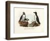 Artic Puffin, 1864-null-Framed Giclee Print