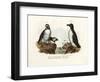 Artic Puffin, 1864-null-Framed Giclee Print