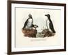 Artic Puffin, 1864-null-Framed Giclee Print