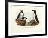 Artic Puffin, 1864-null-Framed Giclee Print