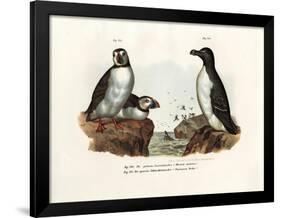 Artic Puffin, 1864-null-Framed Giclee Print