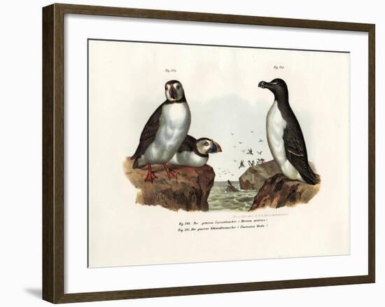 Artic Puffin, 1864-null-Framed Giclee Print