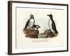 Artic Puffin, 1864-null-Framed Giclee Print