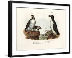 Artic Puffin, 1864-null-Framed Giclee Print